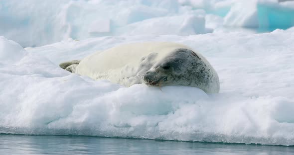 Crabeater seal on ice floe