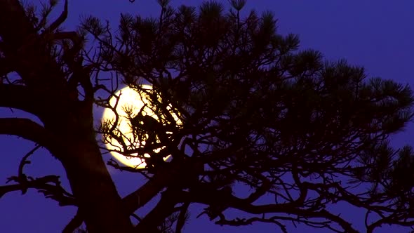Moon and Tree at Sunset