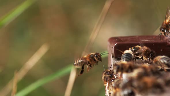 |European Honey Bee, apis mellifera, Bee in Flight, Slow motion alt