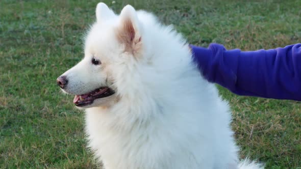 White beautiful Samoyed dog smiles. Female hand stroking dog on the head while sitting on the grass alt