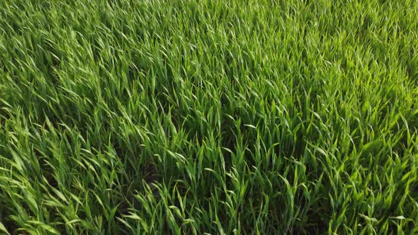 agriculture. green field of early wheat at sunset sunset sunlight movement. green grass sways 