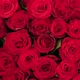 Beautiful Red Roses - VideoHive Item for Sale