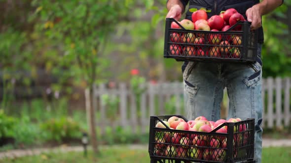 Stack of drawers with apples. Man puts the box with delicious organic fruits outdoors.  alt