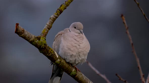 Wild grey pigeon sitting on perch,lighting by sunset light with Blurred background. Close up portrai alt