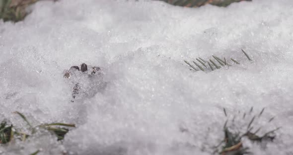 Macro Timelapse Shot of Shiny Melting Snow Particles and Unveiling Branch Christmas Tree Spruce Cone alt