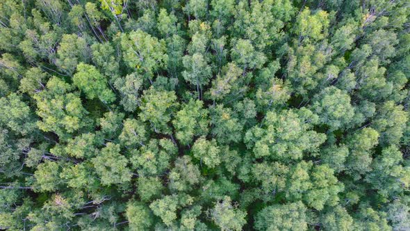Aerial,Drone Flight Over Green Forest, View From Top