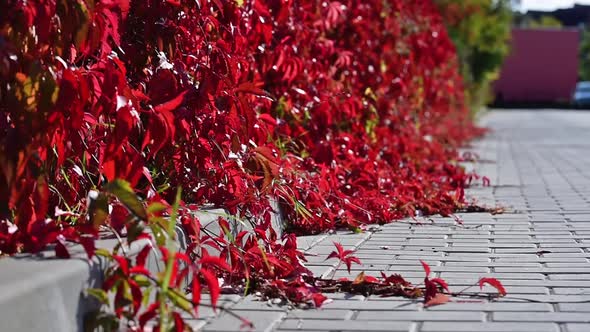 Fence In The Virginia Creeper