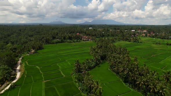 scenic valley of coconut trees and green rice field in Bali Indonesia alt