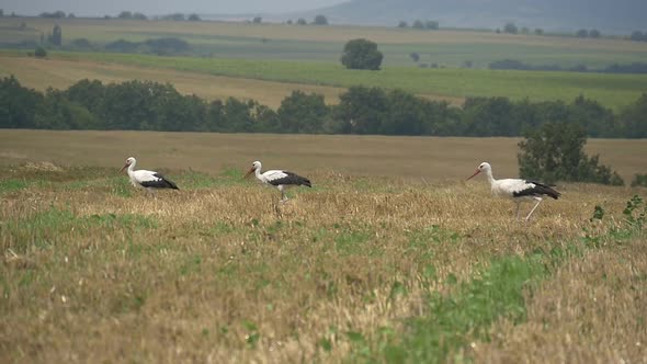 Storks Walk In Levels