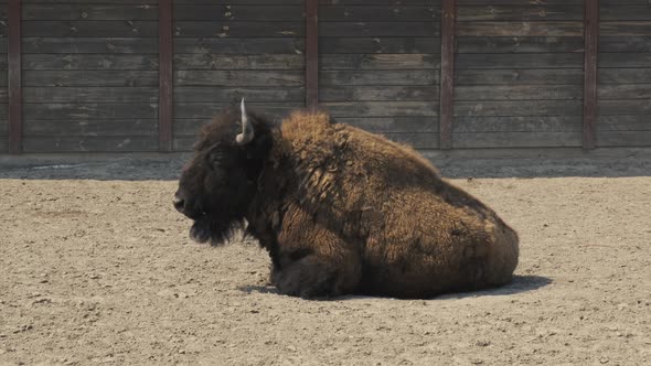 Male Bison Standing Up at the Ranch. European Wood Bison Priscus, Zubr, Wisent alt