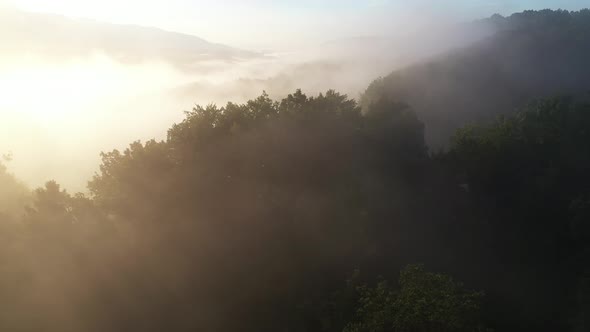 Aerial Forest Fog Landscape alt