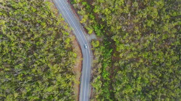 A Drone Monitors a Car Driving on an Asphalt Road in the Forest at Dawn alt