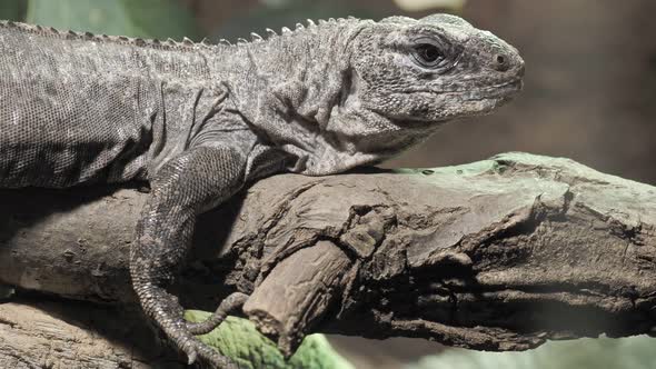 The Utila Iguana on a branch (Ctenosaura bakeri) is a critically endangered lizard species.