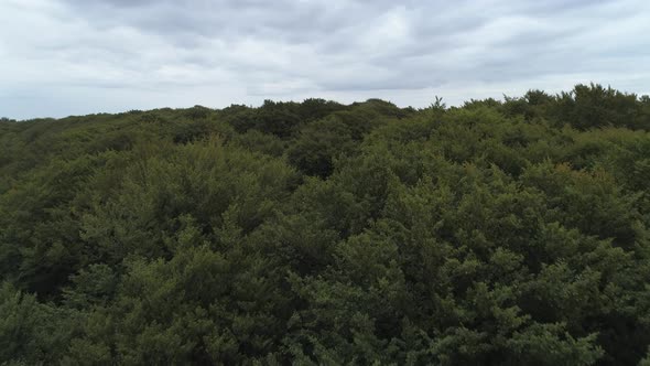 Aerial Drone Shot Flying Close Over Treetops