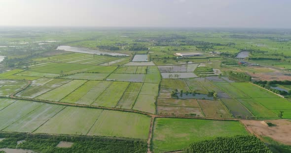 aerial view flying green rice farm alt