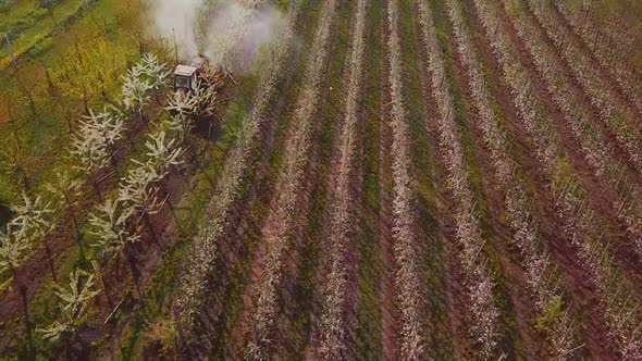 Tractor Spraying a Blooming Apple Orchard alt