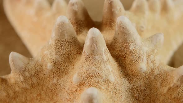 Starfish on Sand, Rotation, Pack 2 alt