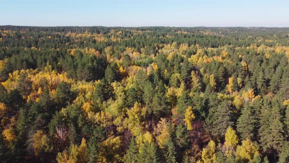 Aerial view of the wild autumn forest.