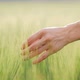 Woman Walks Through a Green Wheat Field and Touches the Ears of Wheat with Her Hands Against the - VideoHive Item for Sale