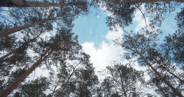 Clouds Float in The Sky Over the Tops of Evergreen Pines