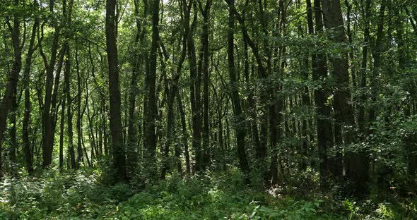 The forest closed to the Chambon lake, Murol, Puy de Dôme, Auvergne, France alt