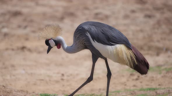 Crowned crane eating from the ground