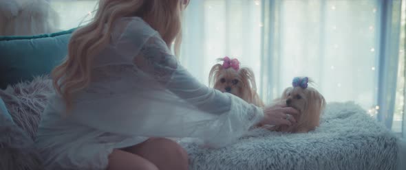 Beautiful pregnant woman sitting on a couch, playing with her small terrier twin puppies.  alt