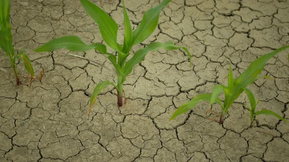 Drought Field Land Maize Corn Leaves Zea Mays, Drying Up Soil, Drying Up the Soil Cracked, Climate
