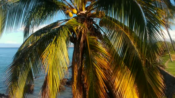 South Maui Coconut Tree with West Maui Mountains and Kalama Park in the background. alt