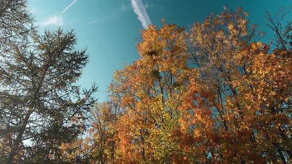 Sun Setting on a Fall or Autumn Colorful Trees in a Forest