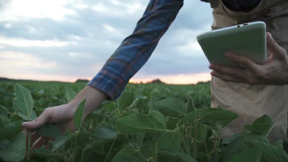 Male Farmer Agronomist Examining Soybean Plants in Cultivated Field