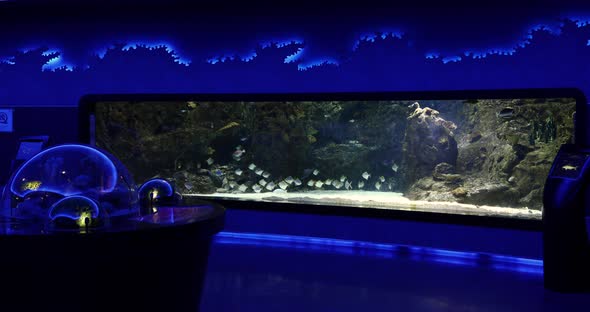 VideoHive Aquarium 5 20402323 VideoHive Aquarium 5 20402323