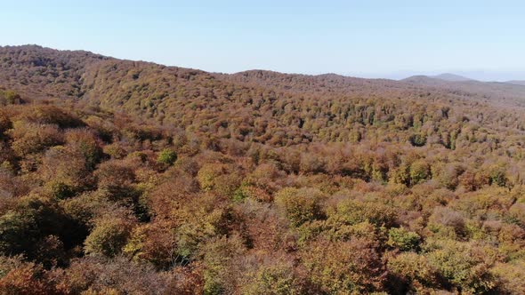 Sabaduri Mountain, Autumn forest, Georgia alt