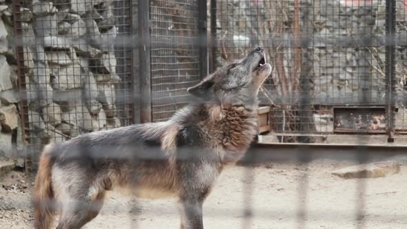 Howling Gray Wolf in Captivity in a Zoo