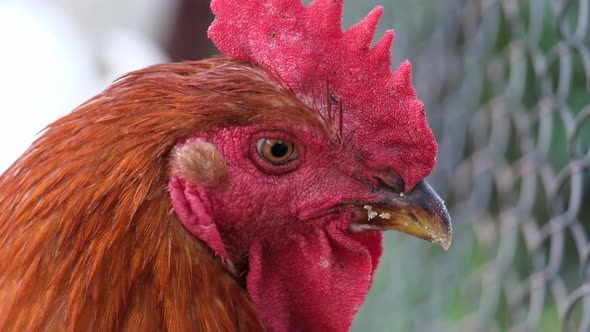 Rooster's Head Closeup alt