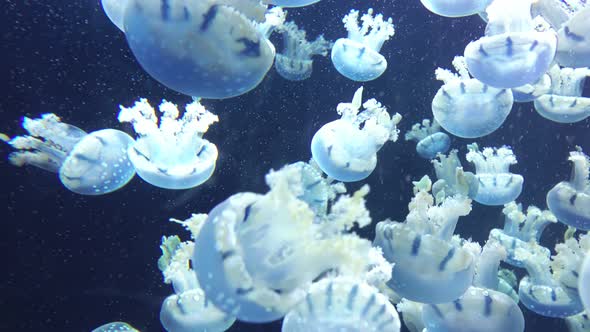 Many Jellyfish Swim Underwater