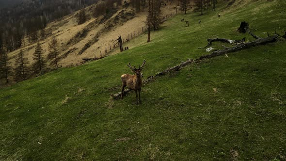 A Deer with Long Antlers Looks Into the Camera Against the Backdrop of a Mountain Landscape alt