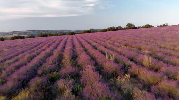 Flight Over Big Hill of Lavender Meadow at Sunset