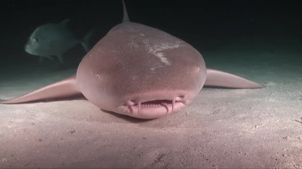 nurse shark lying on sandy bottom at night close to the camera an open it's wide. alt