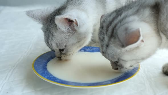 Cute Kittens Drinking Milk From Dish alt