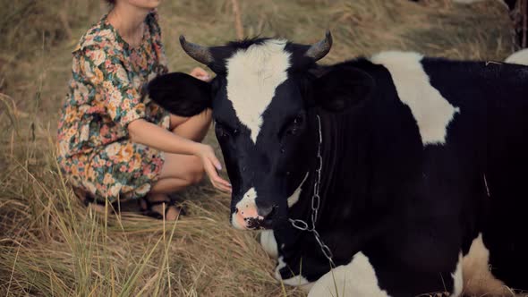 Milk Cow Grazing On Meadow. Cattle Farm Ranch. Cow Grazing On Green Meadow In Sunny Day. alt