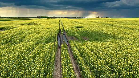 Blooming yellow rapeseed fields in Poland countryside. alt
