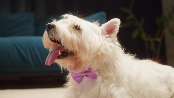 Beautiful Dog Wearing Purple Bow Closeup West Highland White Terrier Portrait alt