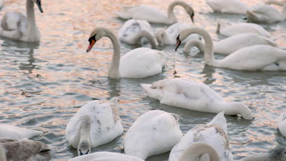 a Group of Swans Swims Around the River alt