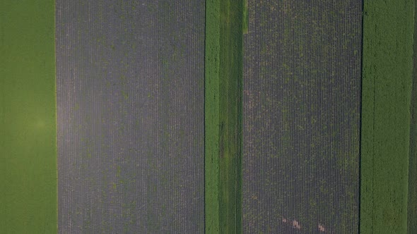 Lavender Field with Blooming Flowers  Aerial View Drone Purple Field Summer Sun alt