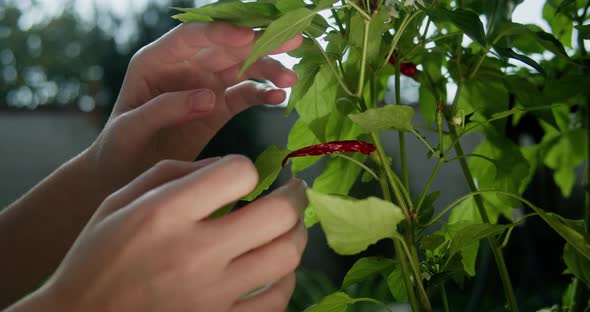 Female Hands Pluck a Red Pepper From a Bush at Sunset