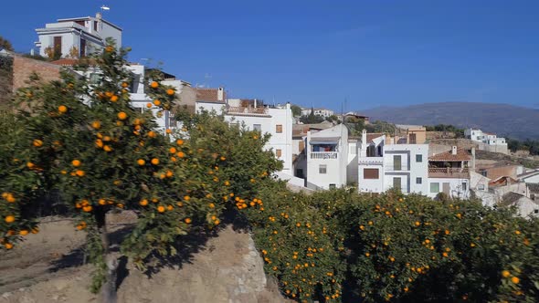 Orange Groves Next To Typical Spanish Houses alt