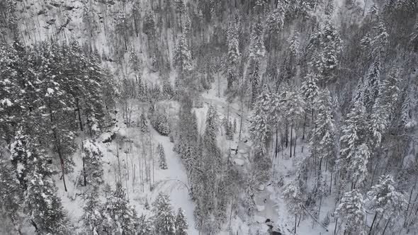 Aerial  Drone Video of Top View of Winter Siberian Forest in the Mountains