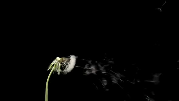 Amazing Macro Shot of Dandelion Being Blown in Super Slow Motion on Black Background alt