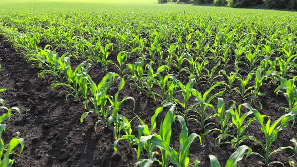 A Field with Young Corn Shoots